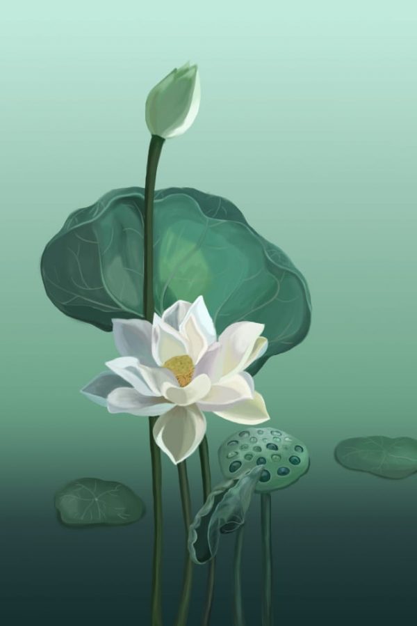Flowers Lotus Lotus Leaf White Lotus Illustration (Turbo Premium Space)