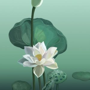 Flowers Lotus Lotus Leaf White Lotus Illustration