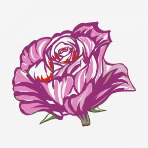 Illustration Of A Rose On A White Background