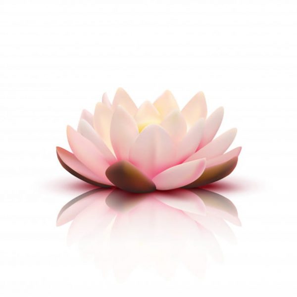 Isolated flower of lotus with light
