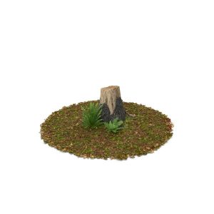 Stump with Ferns