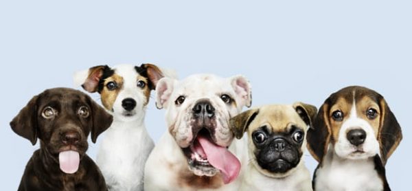Group portrait of adorable puppies (Turbo Premium Space)