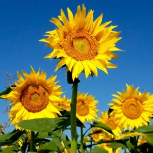 Beautiful Yellow Sunflower Field