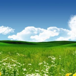 Open Grass Yellow Wildflowers Blue Sky White Clouds Background