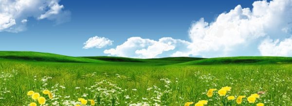 Open Grass Yellow Wildflowers Blue Sky White Clouds Background