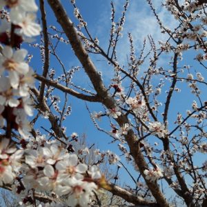 Plum Tree Blooming With White Flower Natural Scenery